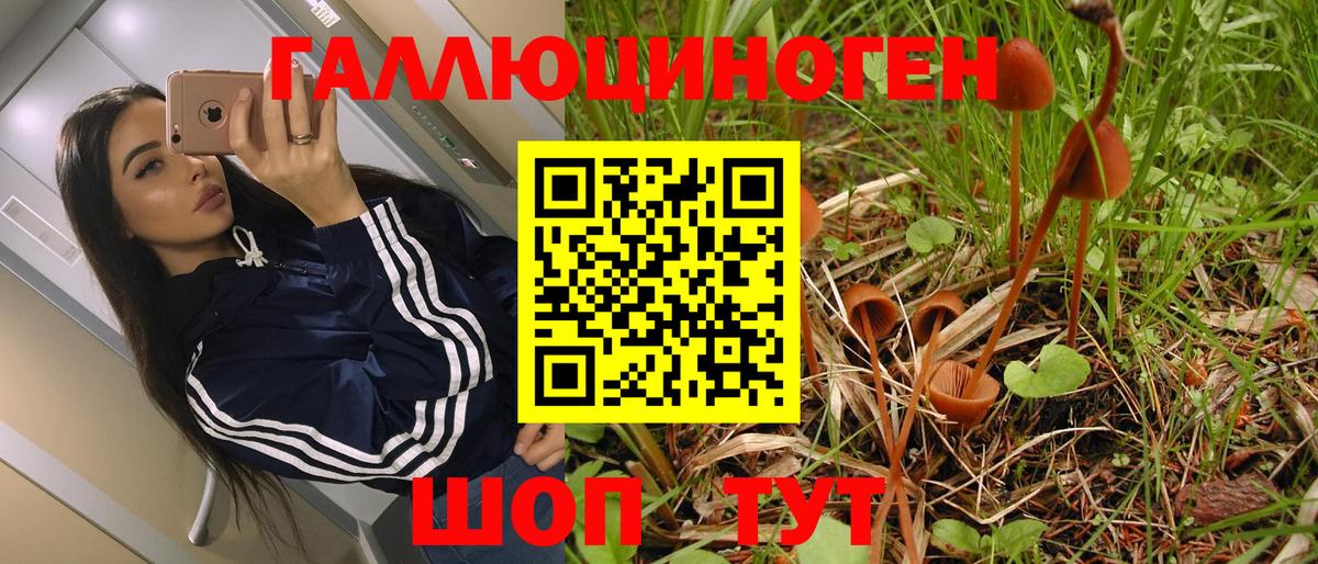 Псилоцибиновые грибы Psilocybe Нефтекумск